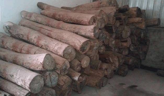 农村这种树农民砍了当柴烧却不知是做家具的珍稀木材价值很高(图2)